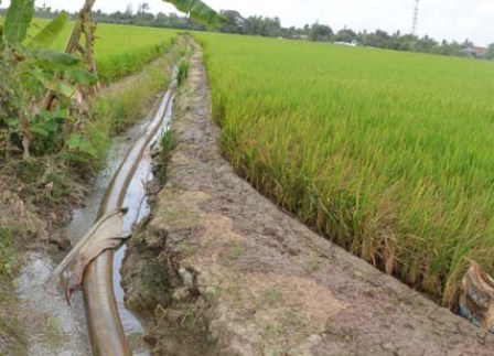 Bạc Liêu Thiếu nước phục vụ sản xuất, hàng trăm ha lúa giảm năng suất